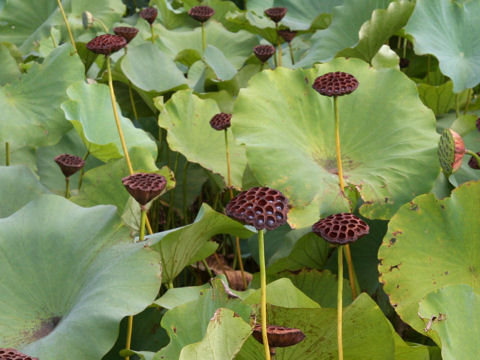 Nelumbo nucifera