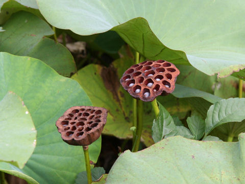 Nelumbo nucifera