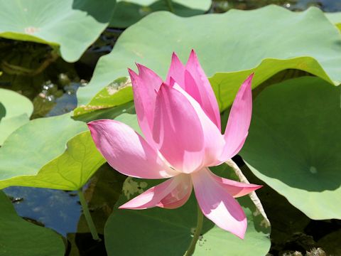 Nelumbo nucifera