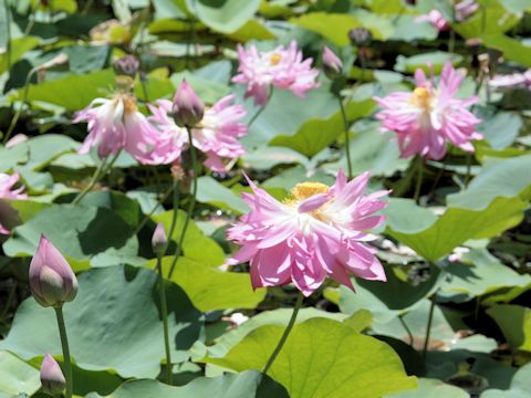 Nelumbo nucifera