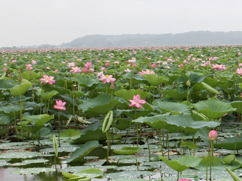 Nelumbo nucifera