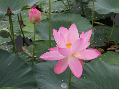 Nelumbo nucifera