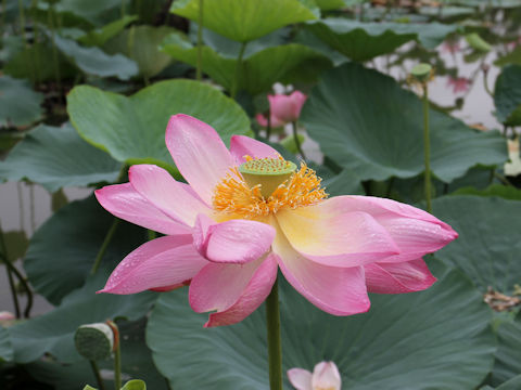 Nelumbo nucifera