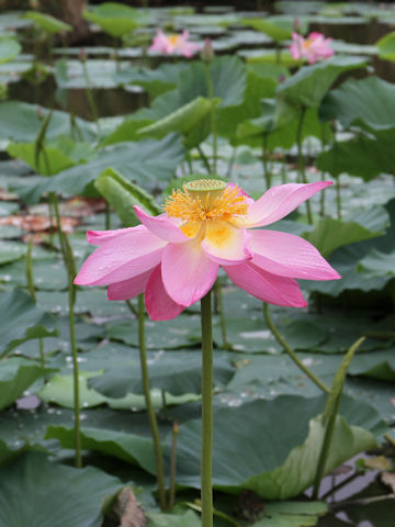 Nelumbo nucifera