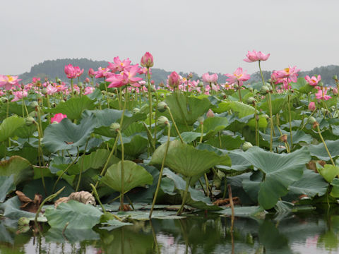 Nelumbo nucifera