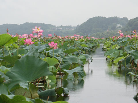 Nelumbo nucifera