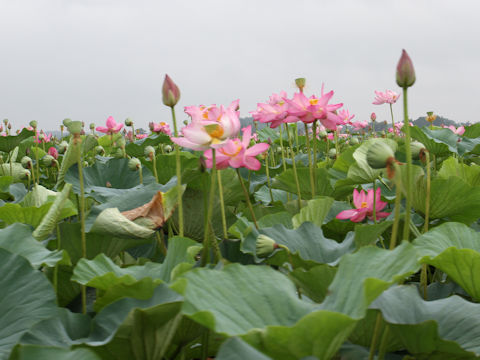 Nelumbo nucifera