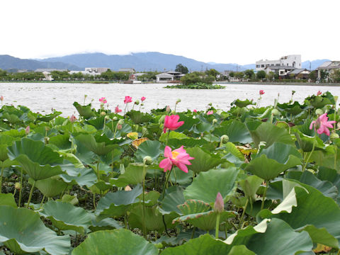 Nelumbo nucifera