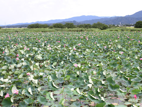 Nelumbo nucifera