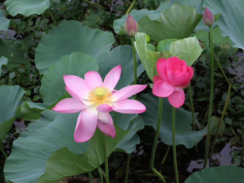 Nelumbo nucifera