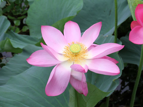 Nelumbo nucifera