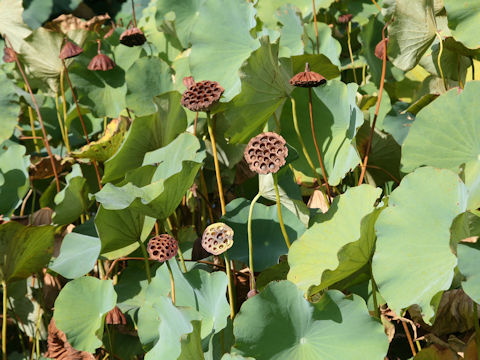 Nelumbo nucifera