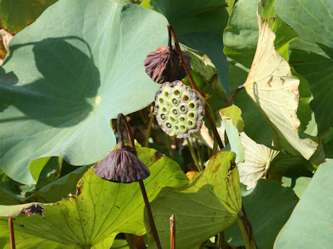 Nelumbo nucifera