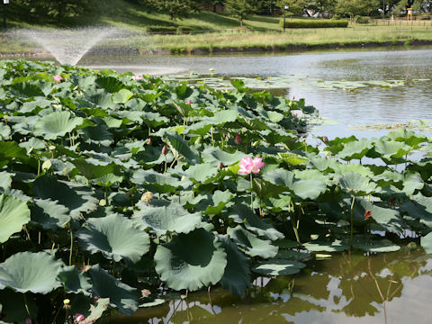 Nelumbo nucifera