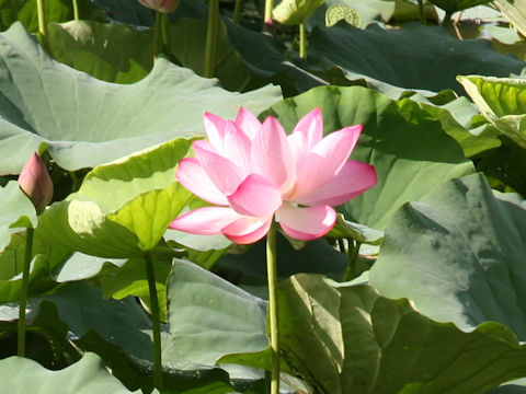 Nelumbo nucifera