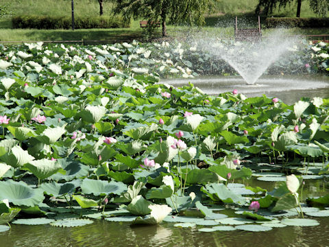 Nelumbo nucifera