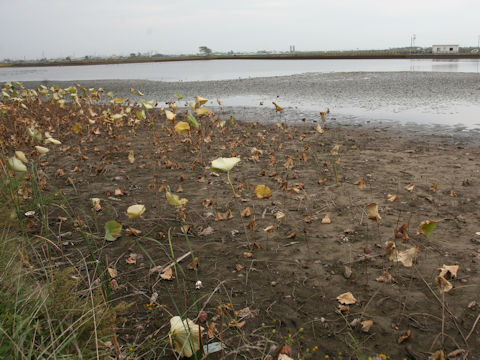 Nelumbo nucifera
