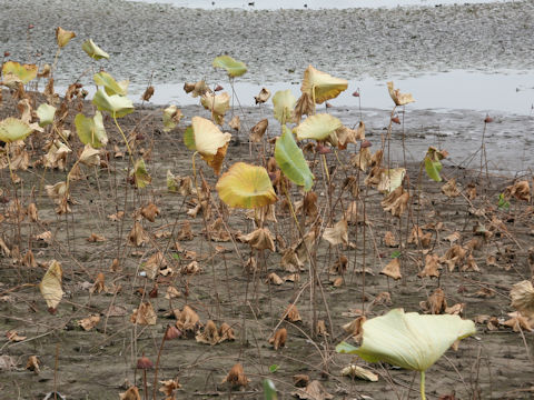 Nelumbo nucifera