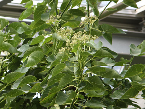 Hernandia nymphaeifolia