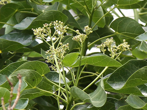 Hernandia nymphaeifolia