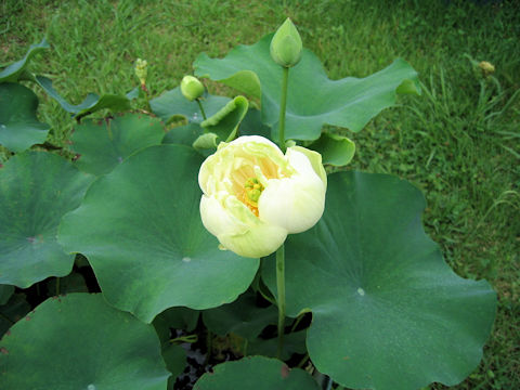 Nelumbo nucifera cv. Kanren