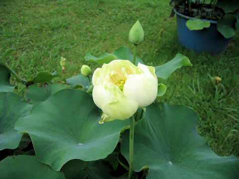 Nelumbo nucifera cv. Kanren