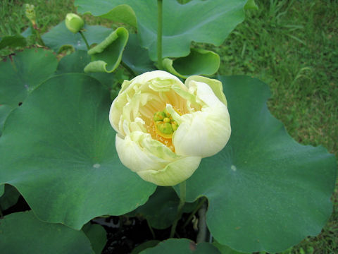 Nelumbo nucifera cv. Kanren