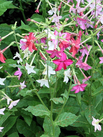 Nicotiana x sanderae