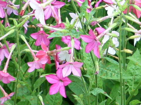 Nicotiana x sanderae