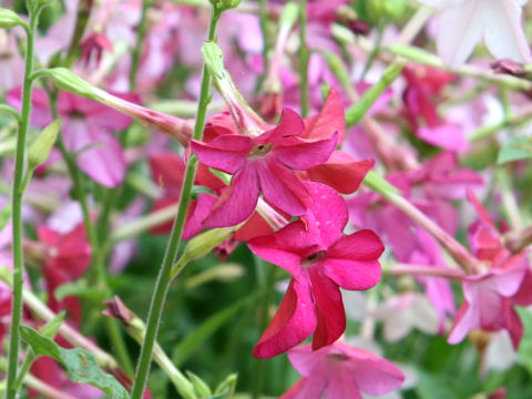 Nicotiana x sanderae