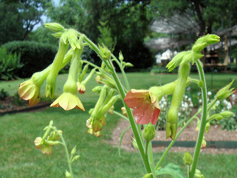 Nicotiana x sanderae cv. Tinkerbell