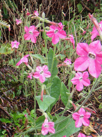 Nicotiana x sanderae