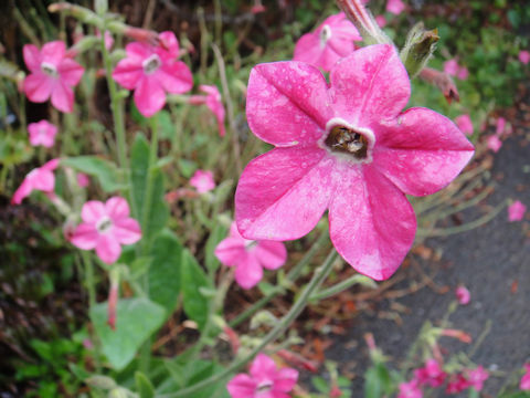 Nicotiana x sanderae