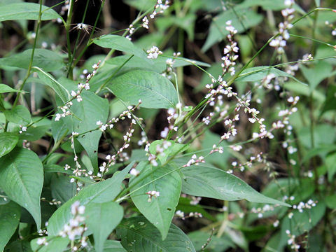 Persicaria posumbu