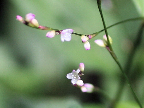 Persicaria posumbu