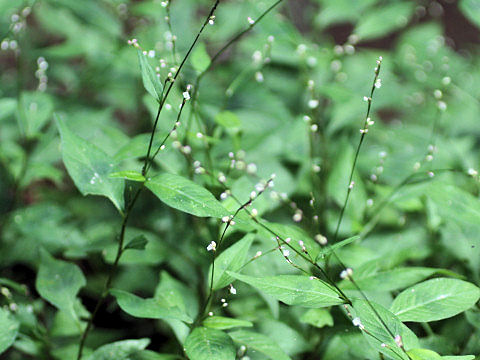 Persicaria posumbu