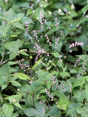 Persicaria posumbu