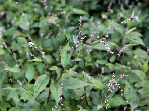 Persicaria posumbu