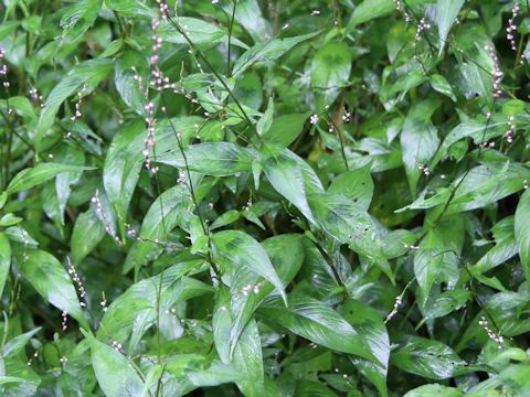 Persicaria posumbu