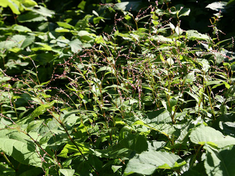 Persicaria posumbu