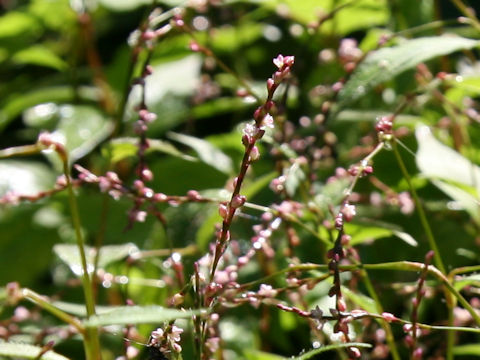 Persicaria posumbu