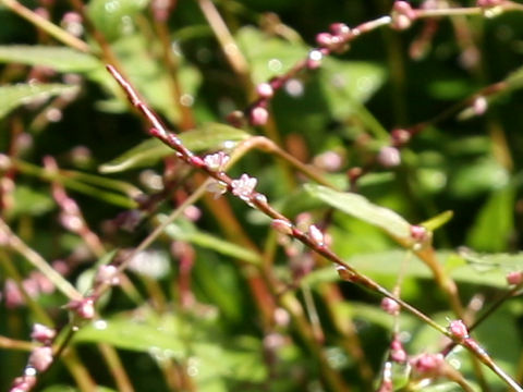 Persicaria posumbu