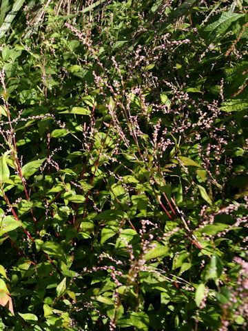 Persicaria posumbu