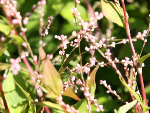 Persicaria posumbu