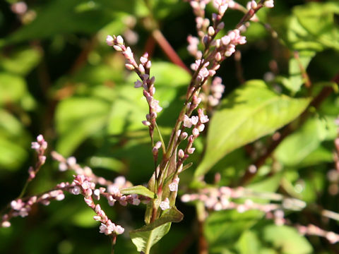 Persicaria posumbu