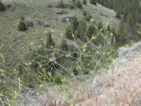 Sisymbrium altissimum