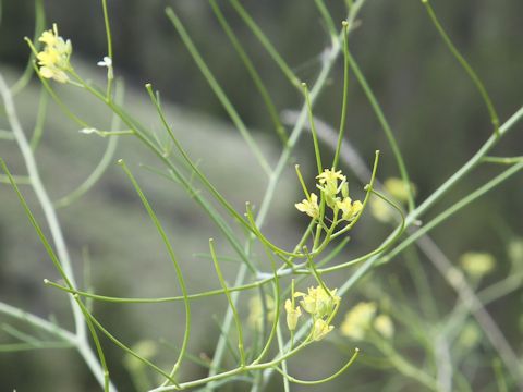 Sisymbrium altissimum