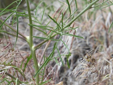 Sisymbrium altissimum