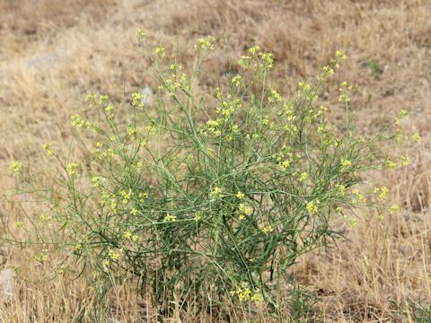 Sisymbrium altissimum