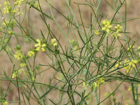 Sisymbrium altissimum